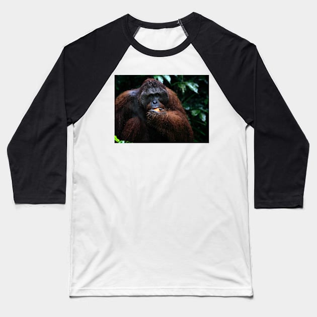 "George" Large male Orangutan, Borneo Baseball T-Shirt by Carole-Anne